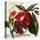 Tuscan Sun Pomegranate-Jennifer Garant-Stretched Canvas