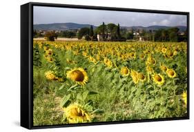 Tuscan Sunflowers-George Oze-Framed Stretched Canvas