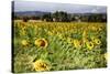 Tuscan Sunflowers-George Oze-Stretched Canvas