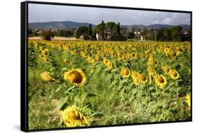Tuscan Sunflowers-George Oze-Framed Stretched Canvas