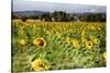 Tuscan Sunflowers-George Oze-Stretched Canvas