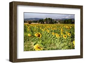 Tuscan Sunflowers-George Oze-Framed Photographic Print