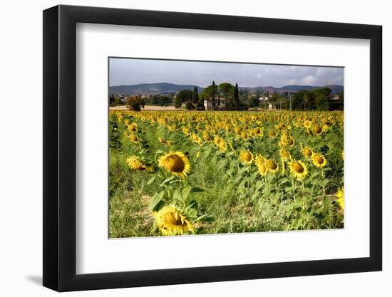 Tuscan Sunflowers-George Oze-Framed Photographic Print