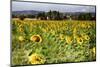 Tuscan Sunflowers-George Oze-Mounted Photographic Print