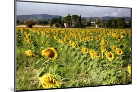 Tuscan Sunflowers-George Oze-Mounted Photographic Print