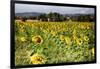 Tuscan Sunflowers-George Oze-Framed Photographic Print