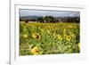 Tuscan Sunflowers-George Oze-Framed Photographic Print