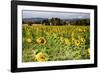 Tuscan Sunflowers-George Oze-Framed Photographic Print