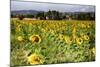 Tuscan Sunflowers-George Oze-Mounted Photographic Print