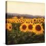 Tuscan Sunflowers-Amy Melious-Stretched Canvas