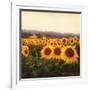 Tuscan Sunflowers-Amy Melious-Framed Art Print