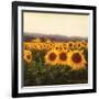 Tuscan Sunflowers-Amy Melious-Framed Art Print