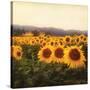 Tuscan Sunflowers-Amy Melious-Stretched Canvas