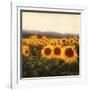 Tuscan Sunflowers-Amy Melious-Framed Art Print