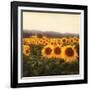 Tuscan Sunflowers-Amy Melious-Framed Art Print