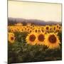 Tuscan Sunflowers-Amy Melious-Mounted Art Print