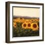 Tuscan Sunflowers-Amy Melious-Framed Art Print