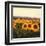 Tuscan Sunflowers-Amy Melious-Framed Art Print