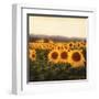 Tuscan Sunflowers-Amy Melious-Framed Art Print