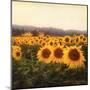 Tuscan Sunflowers-Amy Melious-Mounted Art Print