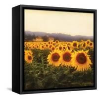 Tuscan Sunflowers-Amy Melious-Framed Stretched Canvas