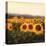 Tuscan Sunflowers-Amy Melious-Stretched Canvas