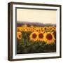 Tuscan Sunflowers-Amy Melious-Framed Premium Giclee Print