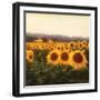 Tuscan Sunflowers-Amy Melious-Framed Premium Giclee Print