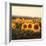 Tuscan Sunflowers-Amy Melious-Framed Premium Giclee Print