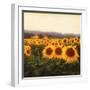 Tuscan Sunflowers-Amy Melious-Framed Premium Giclee Print