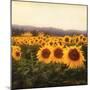 Tuscan Sunflowers-Amy Melious-Mounted Premium Giclee Print