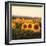 Tuscan Sunflowers-Amy Melious-Framed Art Print