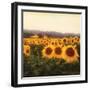 Tuscan Sunflowers-Amy Melious-Framed Art Print