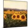 Tuscan Sunflowers-Amy Melious-Mounted Art Print
