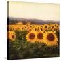 Tuscan Sunflowers-Amy Melious-Stretched Canvas