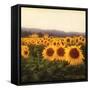 Tuscan Sunflowers-Amy Melious-Framed Stretched Canvas