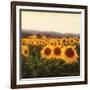 Tuscan Sunflowers-Amy Melious-Framed Premium Giclee Print