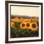 Tuscan Sunflowers-Amy Melious-Framed Art Print