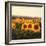 Tuscan Sunflowers-Amy Melious-Framed Art Print