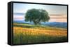 Tuscan Tree Pink Sunset-Robert Goldwitz-Framed Stretched Canvas