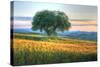 Tuscan Tree Pink Sunset-Robert Goldwitz-Stretched Canvas