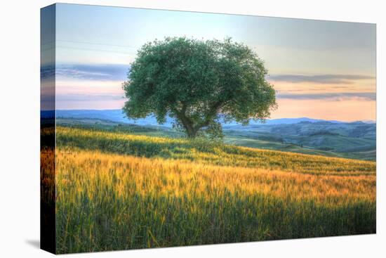 Tuscan Tree Pink Sunset-Robert Goldwitz-Stretched Canvas