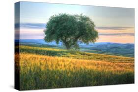 Tuscan Tree Pink Sunset-Robert Goldwitz-Stretched Canvas