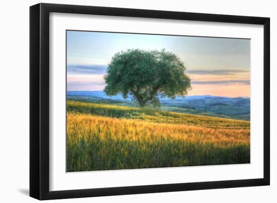 Tuscan Tree Pink Sunset-Robert Goldwitz-Framed Photographic Print