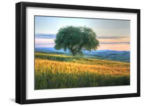 Tuscan Tree Pink Sunset-Robert Goldwitz-Framed Photographic Print