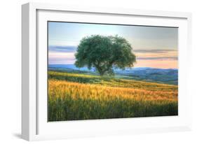 Tuscan Tree Pink Sunset-Robert Goldwitz-Framed Photographic Print