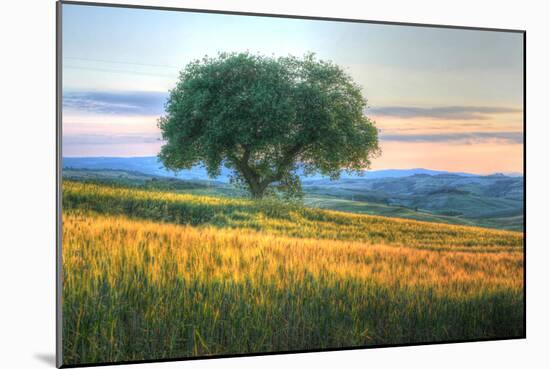 Tuscan Tree Pink Sunset-Robert Goldwitz-Mounted Photographic Print