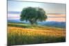 Tuscan Tree Pink Sunset-Robert Goldwitz-Mounted Photographic Print