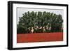 Tuscan Treeline Poppies-Robert Goldwitz-Framed Photographic Print