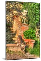 Tuscan Vertical Cat on Stairs-Robert Goldwitz-Mounted Photographic Print